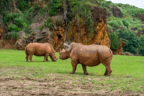 Two rhinoceroses grazing in green pasture with rocky cliff backdrop at Posada Torre del Milano, Comillas