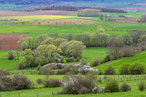 Rolling green farmland with flowering trees near Seingbouse, France - rural countryside landscape