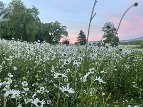 Champ de marguerites au coucher de soleil près du Château de Vaux Morvan, un gîte de charme à Étang sur Arroux, France