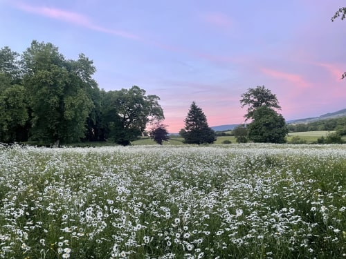 White flower field at sunset near Château de Vaux Morvan, Étang sur Arroux, France
