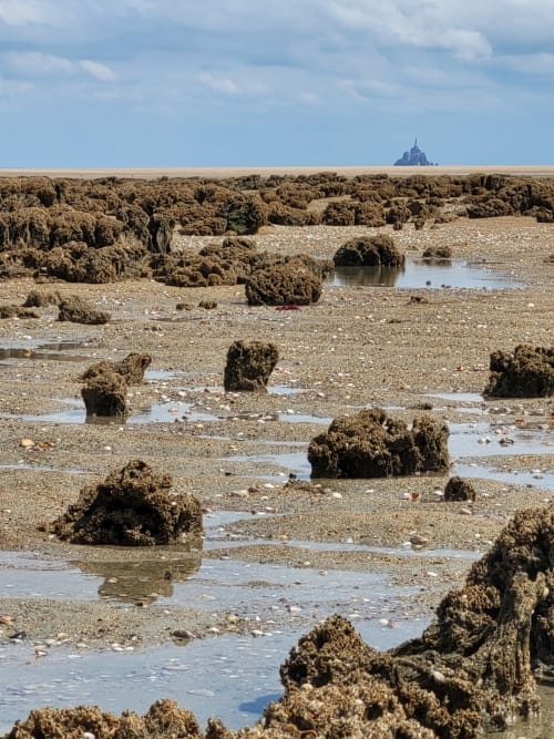 Vasières de marée avec rochers couverts d'algues à Saint-Benoît-des-Ondes, Mont Saint-Michel visible à l'horizon
