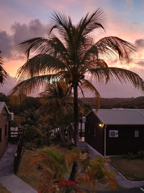 Palm tree at sunset overlooking waterfront bungalows at Ti Village Créole, Sainte-Anne Guadeloupe