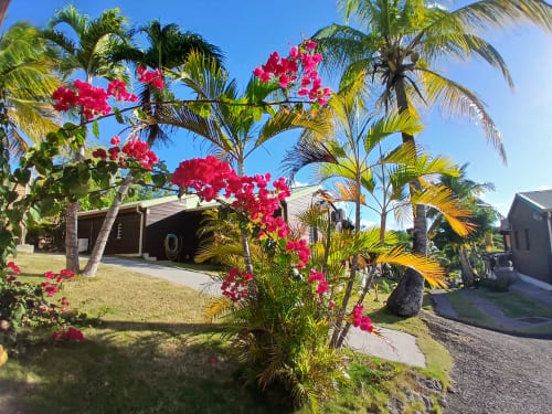 Tropical bungalow at Ti Village Créole with vibrant pink bougainvillea, palm trees, and garden view in Sainte-Anne,