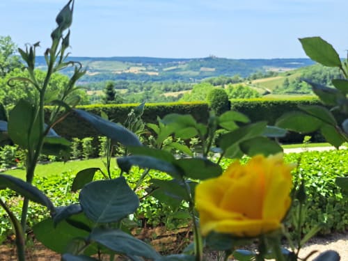 Fleur jaune en fleur dans les jardins du Château de Tharoiseau avec vue sur la campagne vallonnée de Tharoiseau