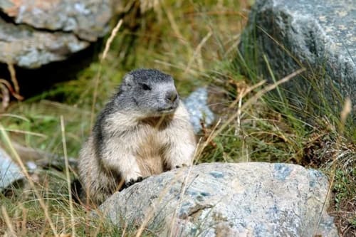 Marmotte alpine dans son habitat montagnard naturel près de Châtel, hôtel Les Triolets en Haute-Savoie