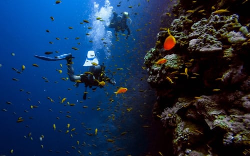 Plongeurs explorant un récif corallien vibrant avec poissons tropicaux aux eaux de Sainte-Rose, Guadeloupe