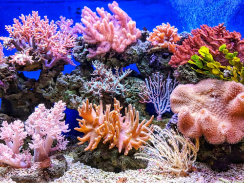 Corail vibrant avec des teintes roses, oranges et violettes sur fond bleu aux Gites Bagatelle, Sainte-Rose