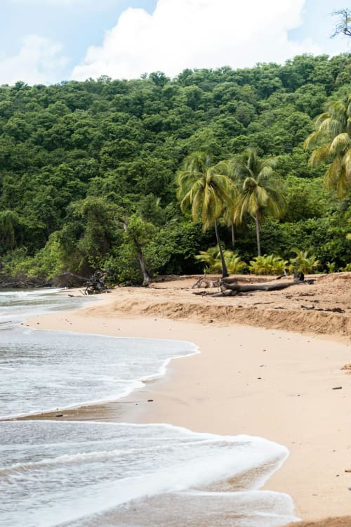 Plage immaculée avec palmiers et jungle luxuriante aux Gites Bagatelle, Sainte-Rose, Guadeloupe