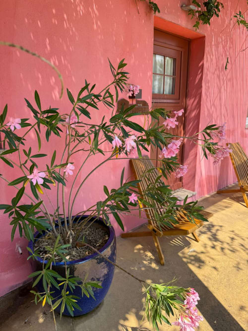 Pátio rosa da Casa das Jardas com flores florescendo em vaso azul e cadeira de madeira, hospedagem rural Ladoeiro