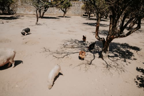 Goats and chickens graze in dusty farmyard at Casa de Campo da Quinta da Pegada, rural guesthouse in Óbidos, Portugal