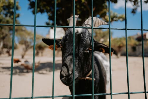 Black goat at Casa de Campo da Quinta da Pegada farm in Óbidos, Portugal