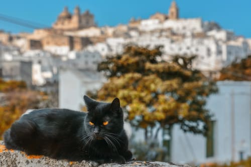 Gatto nero con occhi ambra che domina gli edifici imbiancati di Ostuni, Italia presso il B&B Pietra & Luce