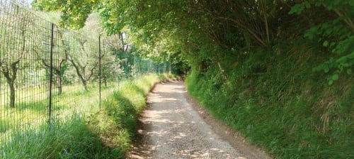 Sentiero alberato presso l'hotel Prince Garda a Salò, Italia, con rigogliosa vegetazione verde e recinzione