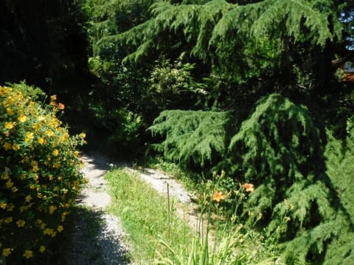 Lush garden pathway at Casa di Cinti with weeping conifers, yellow flowers, and gravel walkway in Italian countryside
