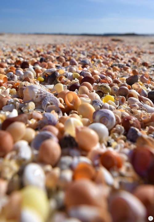 Coquillages colorés et galets couvrant une plage près de Saint-Benoît-des-Ondes, Bretagne