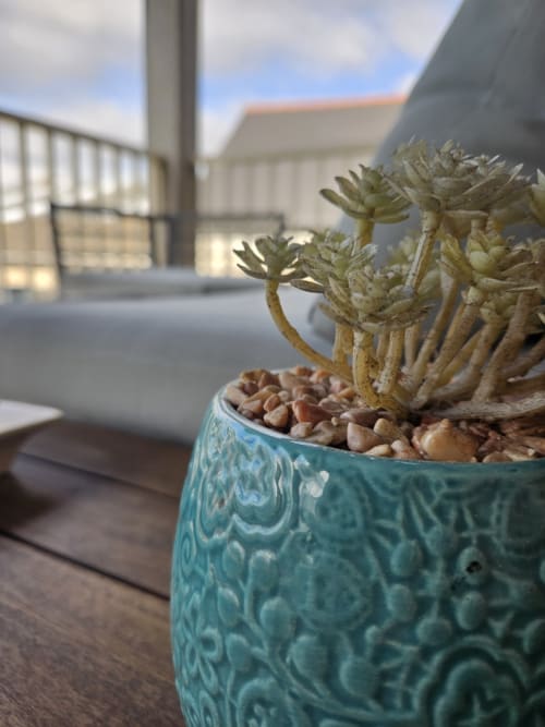 Plante grasse en pot sur un balcon au Clos de la Côte d'Émeraude, Saint-Benoît-des-Ondes