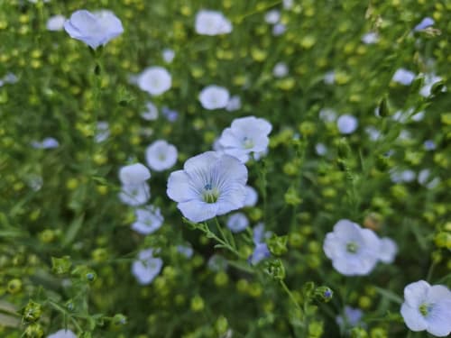 Délicat lin bleu pâle en fleur dans le jardin verdoyant du gîte Le Clos De La Côte D'émeraude