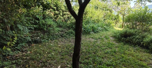 Sentiero forestale rigoglioso presso l'Hotel Prince Garda a Salò con vegetazione naturale e chioma arborea