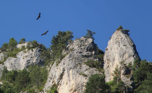 Les aigles survolent les falaises calcaires spectaculaires près du Petit Bégou à Saint-Auban-d'Oze, France