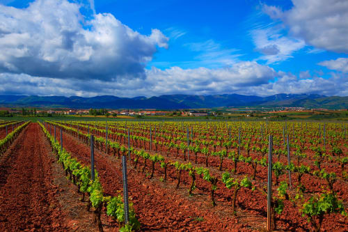 Amplio viñedo con tierra roja y vides cerca de Logroño, España, montañas y cielo azul