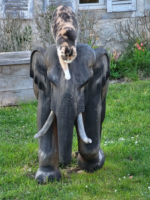 Chat tigrée assis sur une sculpture d'éléphant en bois dans le jardin du Domaine des Oiseaux de Passage, Escolives-Sainte-Camille