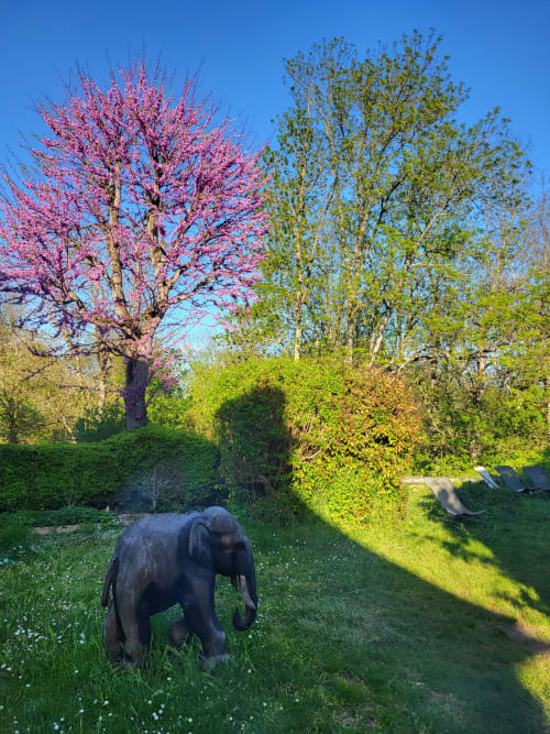 Chien noir broutant dans le jardin printanier avec arbre rose fleuri au Domaine des Oiseaux de Passage, Escolives-Sainte-Camille