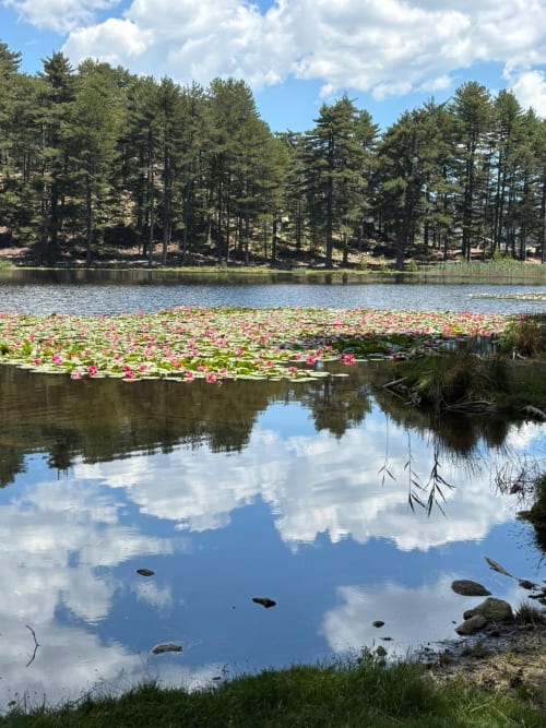 Lac paisible aux nénuphars roses, forêt de pins et reflets du ciel au gîte Mare e Monti Vico à Vico