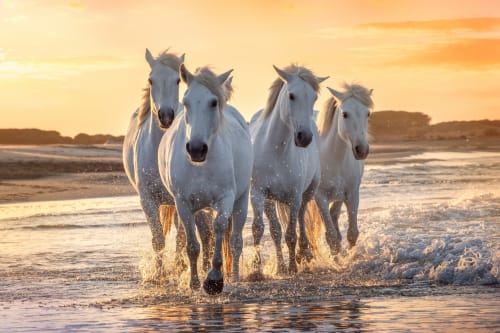 Chevaux blancs galopant dans les vagues de l'océan au coucher du soleil à Carnon-Plage, France