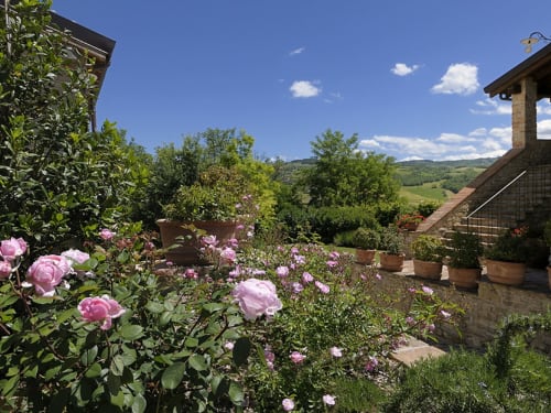 Rose rosa in fiore nel giardino di Lodole Country House che si affaccia sulla campagna di Monzuno con colline dolci e casolare in pietra,