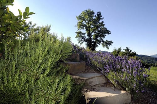 Sentiero tra aiuole di lavanda e erbe aromatiche presso la Lodole Country House a Monzuno, Italia