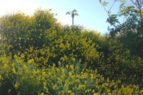 Prato fiorito giallo presso la Lodole Country House a Monzuno, Italia con lampione e alberi sotto cielo blu