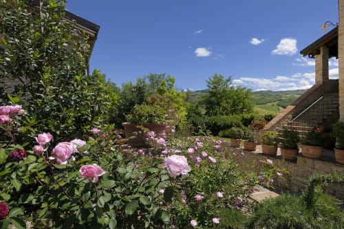 Rose rosa in fiore sulla terrazza di Lodole Country House con vista sulla campagna di Monzuno