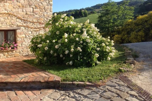 Cespuglio di ortensie bianche in fiore a Lodole Country House a Monzuno, Italia, con colline ondulate e edificio in pietra