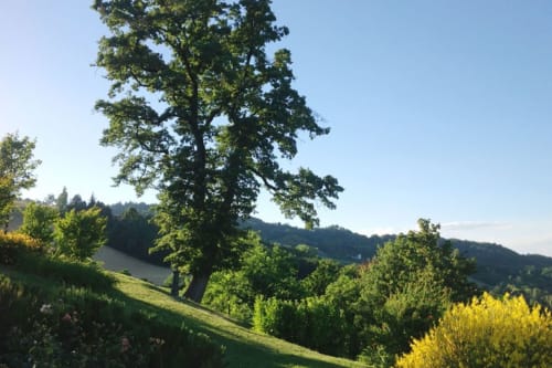 Paesaggio collinare verdeggiante presso la Lodole Country House a Monzuno, Italia con antica quercia
