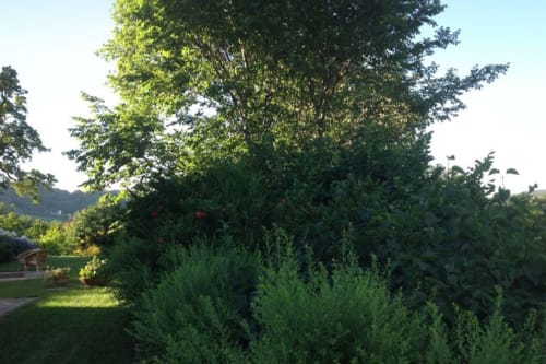 Lussureggiante giardino con alberi maestosi e rigogliosa vegetazione presso la Lodole Country House a Monzuno, Italia