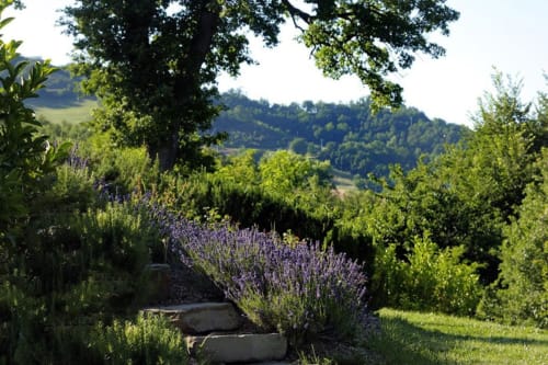 Sentiero del giardino bordato di fiori di lavanda che conduce alle colline ondulate di Lodole Country House, una struttura bed and breakfast a Monzuno,