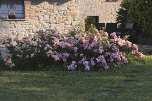 Rose rosa in fiore nel giardino di Lodole Country House, un bed and breakfast a Monzuno, Italia