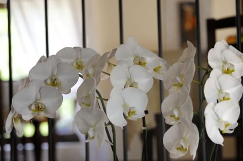 Orchidee bianche con centri dorati nella sala Luna di Lodole Country House, Monzuno