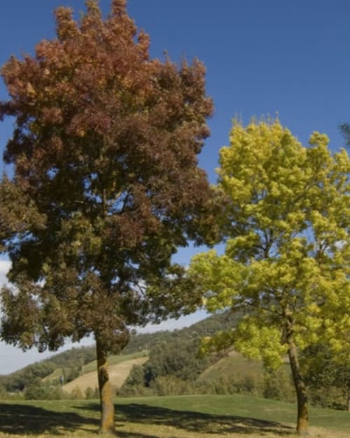 Paesaggio della campagna toscana a Lodole Country House con alberi dorati e verde lime sulle colline ondulate
