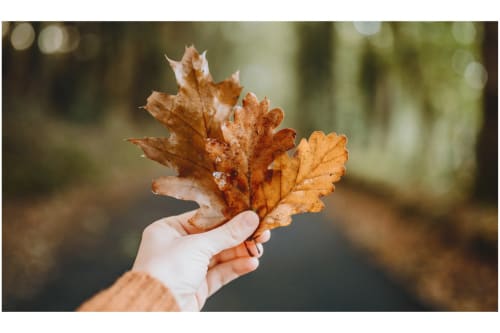 Hand holding dried autumn oak leaf at Gites du Bulz, Pleyber-Christ