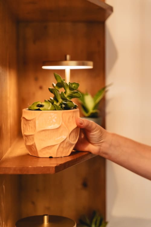 Hand holding potted succulent plant in wooden shelf with illuminated cross and wooden backdrop at Arestas e Planetas, Cascais