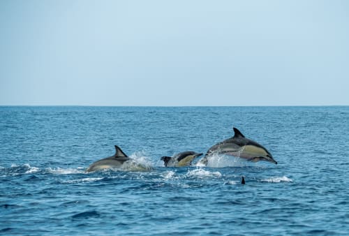 Grupo de delfines saltando en aguas oceánicas cerca del Palacio Vasco, refugio costero de Laukariz