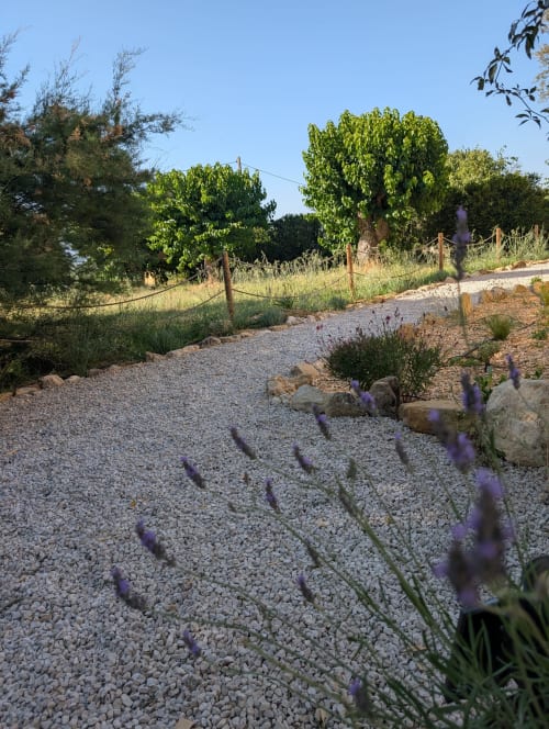 Gravel garden path with purple lavender at Domaine de Pelican, Gignac, featuring wooden fencing and lush green trees