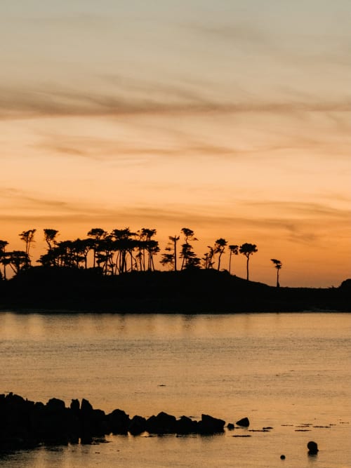 Sunset silhouette of palm trees over water near Pleyber-Christ, Brittany