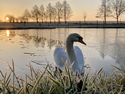 Cygne blanc sur lac gelé au lever du soleil, gîte Dorengt avec arbres se reflétant dans l'eau