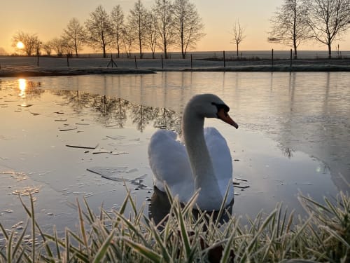 Cygne blanc sur un étang gelé au lever du soleil, vue du jardin de Dorengt, Domaine De La Ferme De Ribeaufontaine