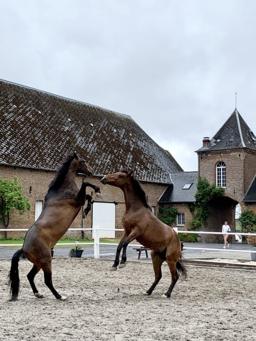 Deux chevaux marron se cabrent dans une arène de sable au Domaine De La Ferme De Ribeaufontaine, un gîte rural français