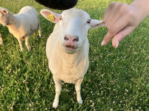 Chèvres blanches dans un pré verdoyant au Domaine De La Ferme De Ribeaufontaine, une ferme d'accueil à Dorendt, France