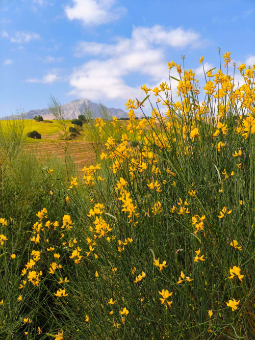 Fleurs sauvages jaunes dans une prairie avec les montagnes en arrière-plan près de Colmenar, Espagne