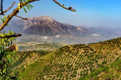 Vue panoramique des oliveraies et du paysage montagneux depuis la suite de l'Hôtel Balcón De Los Montés à Colmenar, Espagne